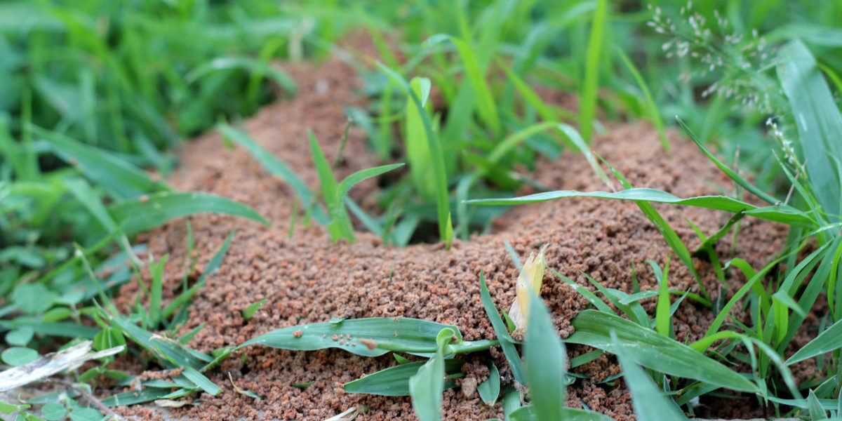 ants nest in yard in Punta Gorda Florida